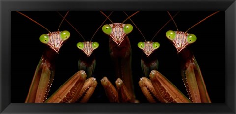 Framed Praying Mantis: Family Portrait Print