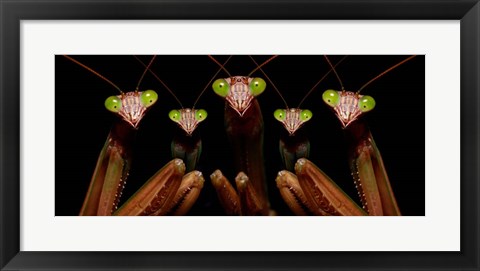 Framed Praying Mantis: Family Portrait Print