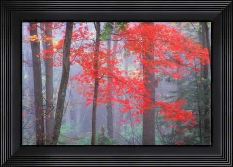 Framed Splash of Red Print