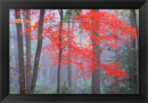 Framed Splash of Red Print