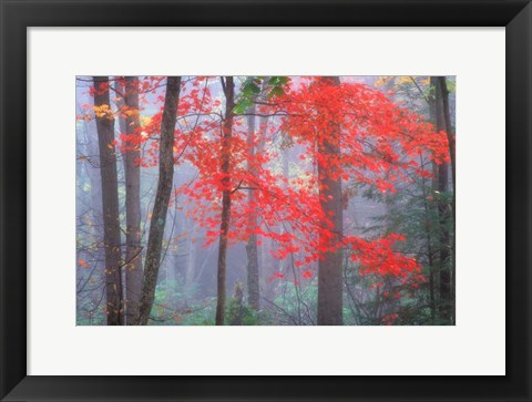 Framed Splash of Red Print