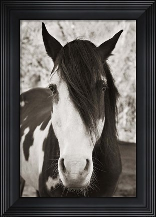 Framed Pale Eyed Stallion Print