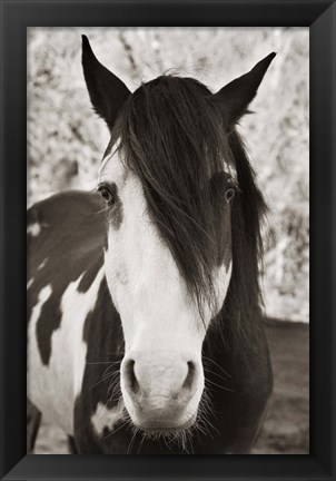 Framed Pale Eyed Stallion Print