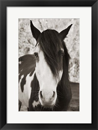 Framed Pale Eyed Stallion Print