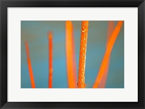 Framed Along the River No. 5 Print