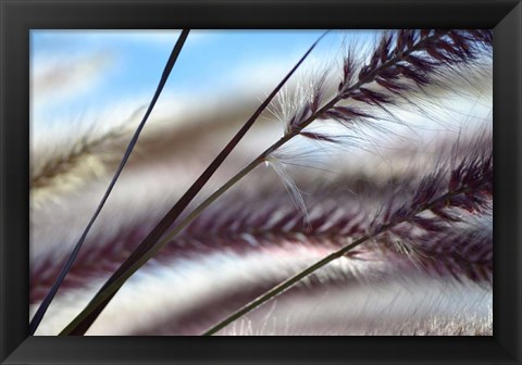 Framed Grasses No. 8 Print