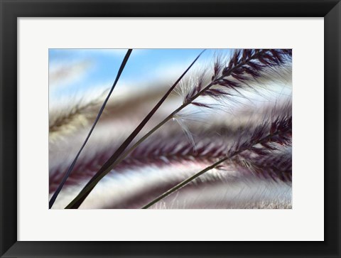 Framed Grasses No. 8 Print