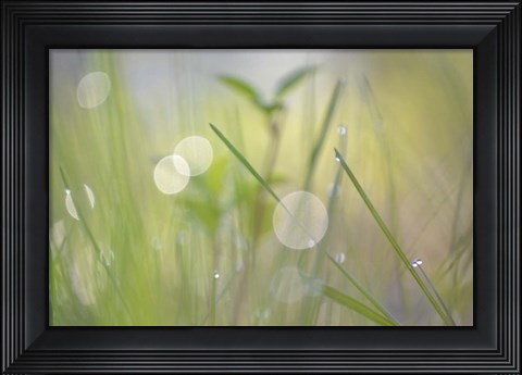 Framed Morning Light No. 1 Print