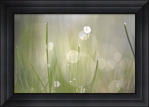 Framed Morning Light No. 3 Print