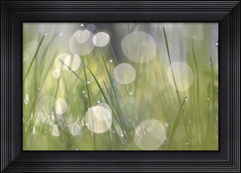 Framed Morning Light No. 4 Print