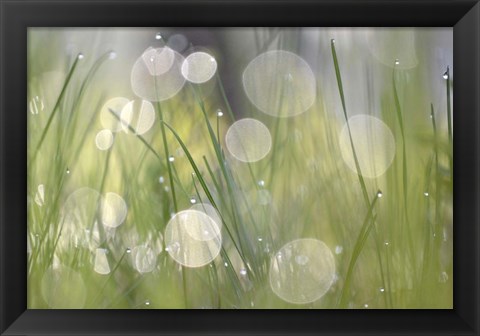 Framed Morning Light No. 4 Print