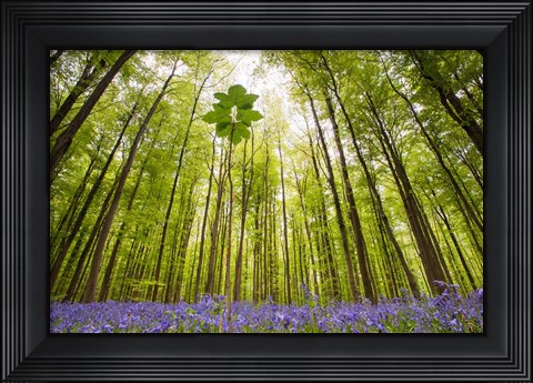 Framed Hallerbos Print