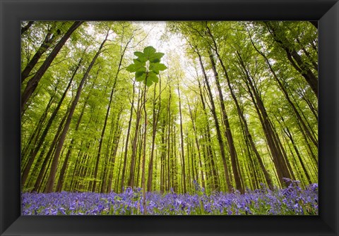 Framed Hallerbos Print