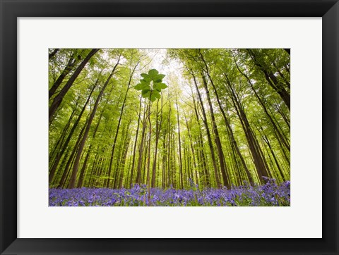 Framed Hallerbos Print