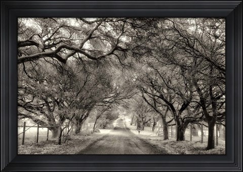 Framed Canopy Print