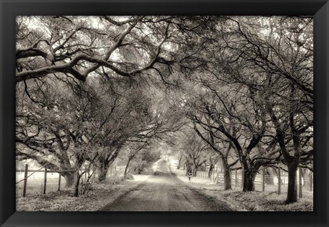 Framed Canopy Print