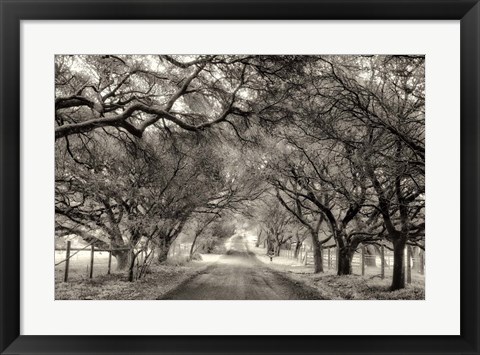 Framed Canopy Print