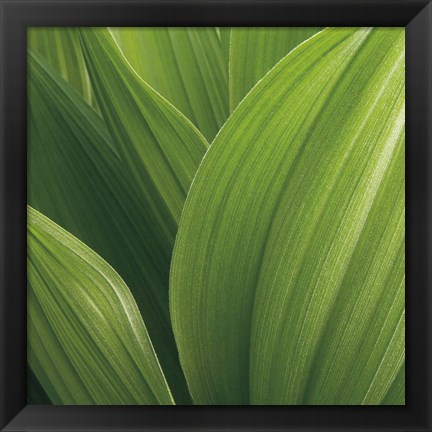 Framed Corn Lily Print