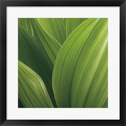 Framed Corn Lily Print