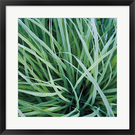 Framed Grass with Morning Dew Print