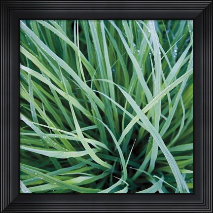 Framed Grass with Morning Dew Print