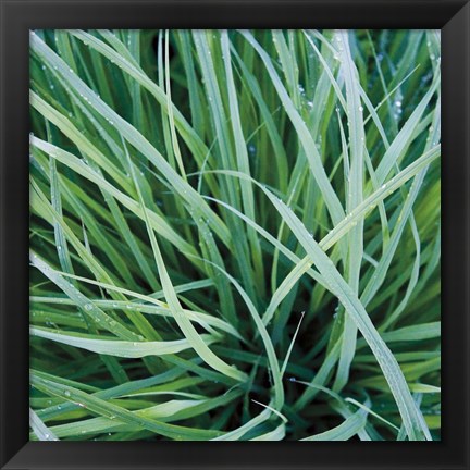 Framed Grass with Morning Dew Print