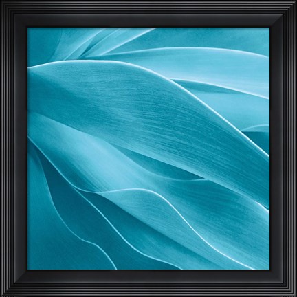 Framed Succulent Print