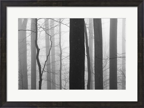 Framed Forest Code Print