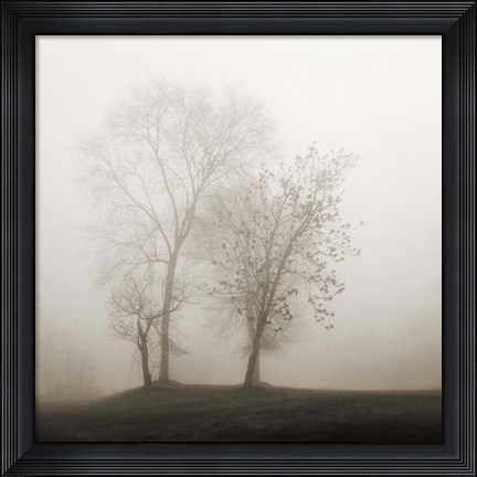 Framed Four Trees in Fog Print