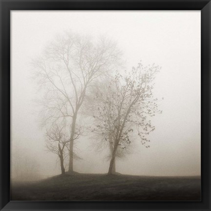 Framed Four Trees in Fog Print