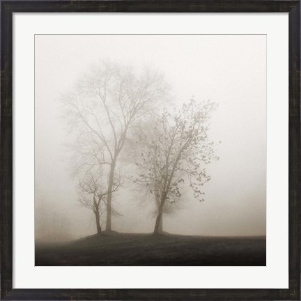 Framed Four Trees in Fog Print