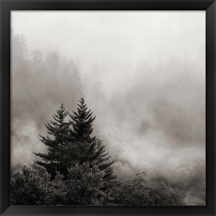 Framed Rising Mist, Smoky Mountains Print