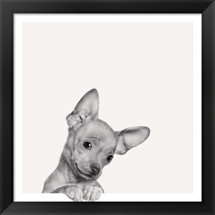 Framed Sweet Chihuahua Print