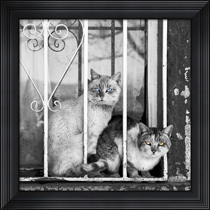 Framed Stare Print