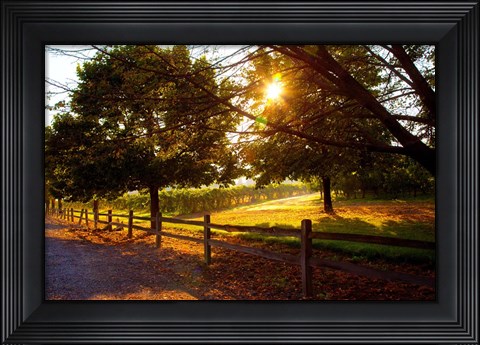 Framed Dreamland Vineyard Print