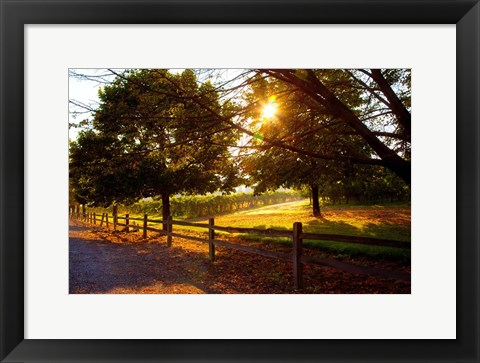 Framed Dreamland Vineyard Print