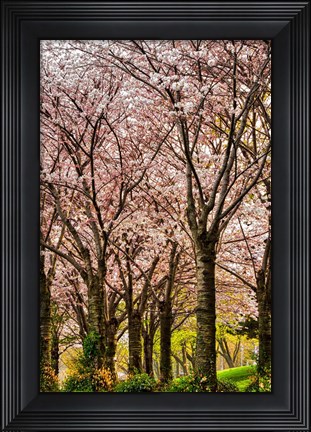 Framed Cherries in Bloom Print