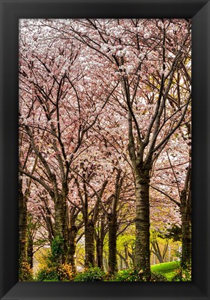 Framed Cherries in Bloom Print