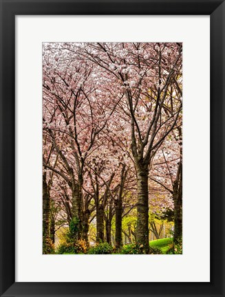 Framed Cherries in Bloom Print