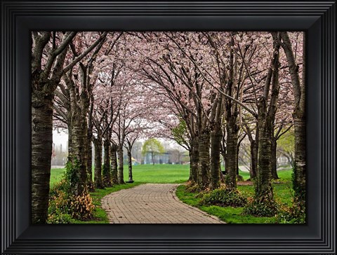 Framed Cherry Blossom Path Print