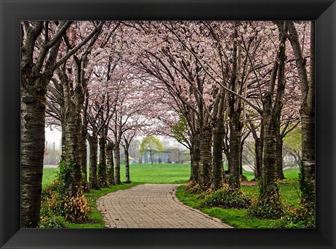 Framed Cherry Blossom Path Print