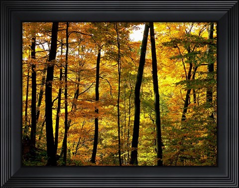 Framed Fall Colors Print
