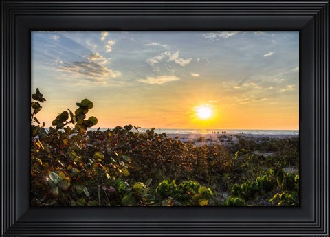 Framed Sea Grapes at Sunset Print