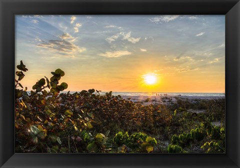 Framed Sea Grapes at Sunset Print