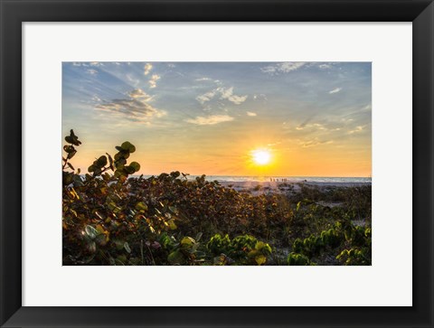 Framed Sea Grapes at Sunset Print