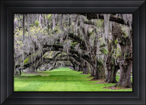 Framed Hanging to the Left Print