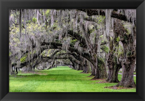 Framed Hanging to the Left Print