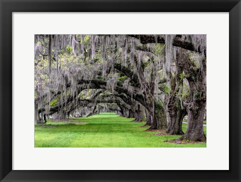 Framed Hanging to the Left Print