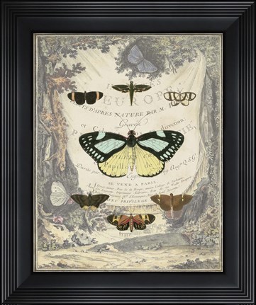 Framed Vintage Butterfly Bookplate Print