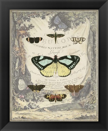 Framed Vintage Butterfly Bookplate Print